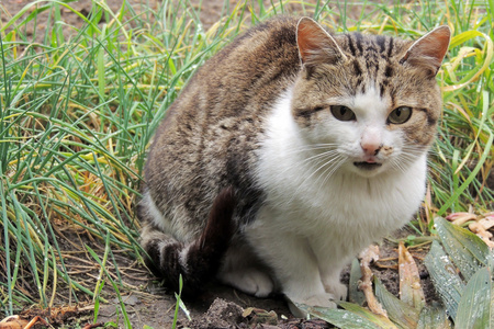 猫。宠物。背景