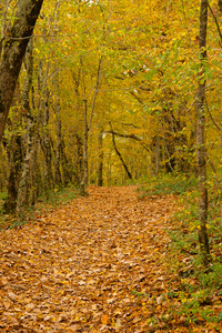 这条小路在秋天的森林里