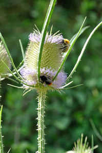 野生茶花与大黄蜂