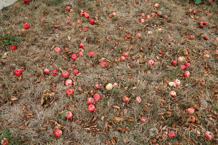 秋天红苹果落到地上