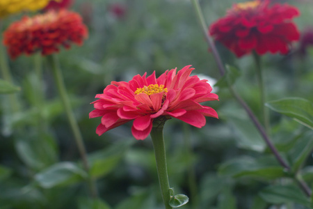 美丽的粉红色花大丽花关闭