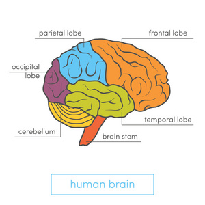 人类大脑的配置文件视图