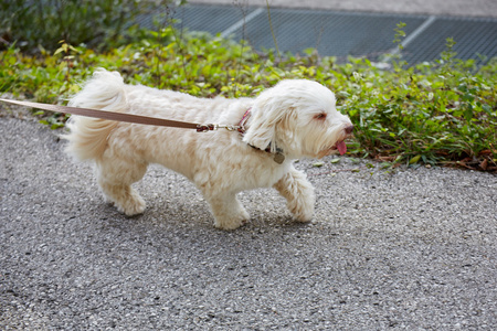 阳光明媚的秋日的白色犬种去年成为狗的在阿甘