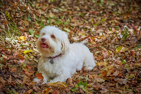 阳光明媚的秋日的白色犬种去年成为狗的在阿甘