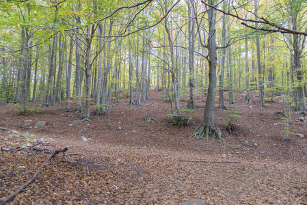 自然森林 Montseny