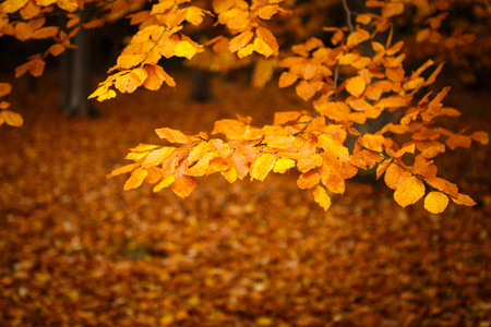美丽多彩的秋天树叶的集合