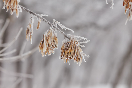 在霜冻中树枝上的宏枫树种子