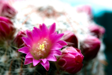 粉红仙人掌花