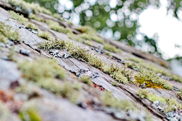 木头上的苔藓