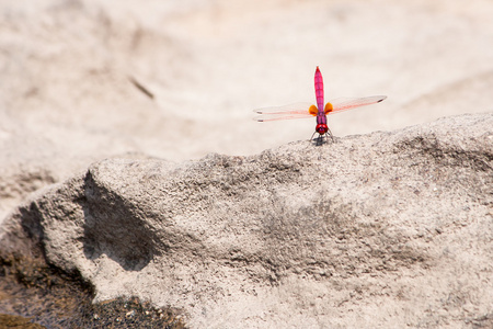 红蜻蜓站在岩石上在阳光灿烂的日子