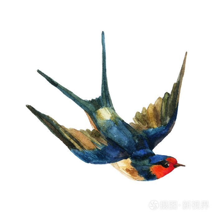 白色背景上的水彩燕子