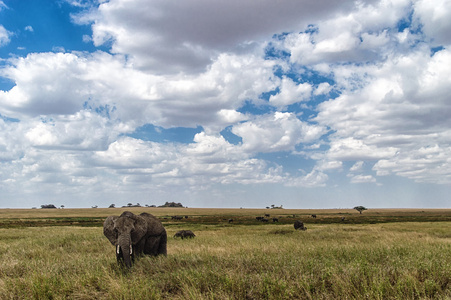 非洲大象在坦桑尼亚塞伦盖蒂国家公园