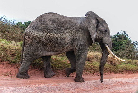 非洲大象在塞伦盖蒂国家公园
