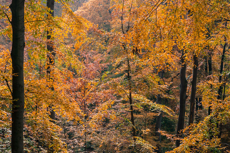 秋季森林公园树木图片