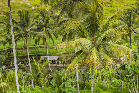 巴厘岛，美丽的绿色阳台稻田