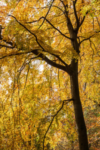 秋季森林公园树木