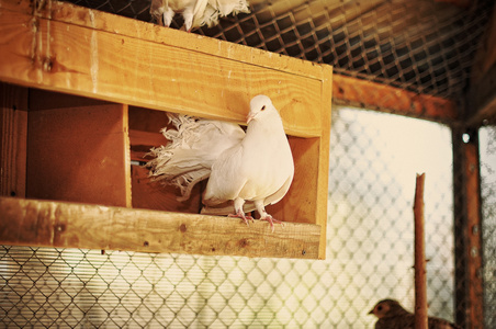 在动物园的笼子里的鸽子图片