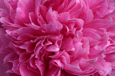 粉红色牡丹花。抽象背景