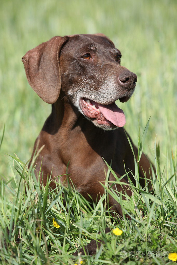 漂亮的德国短毛的