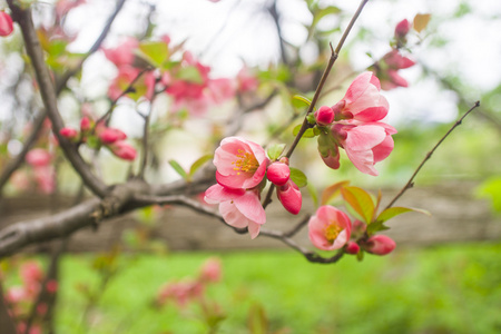 美丽的粉红色花, 樱花