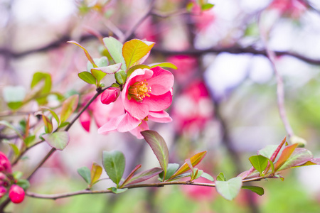 美丽的粉红色花, 樱花