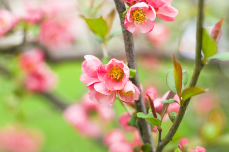 美丽的粉红色花, 樱花