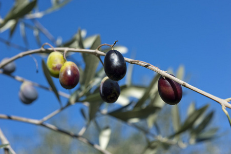 橄榄树和关闭的橄榄，利古里亚橄榄名称