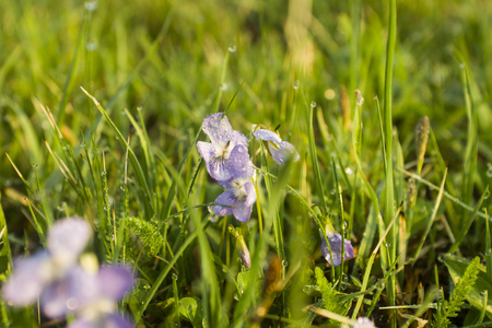 新鲜的春草覆盖着清晨的露水