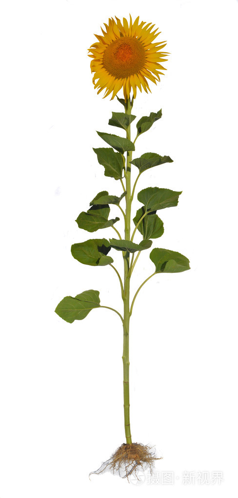 向日葵的根茎花