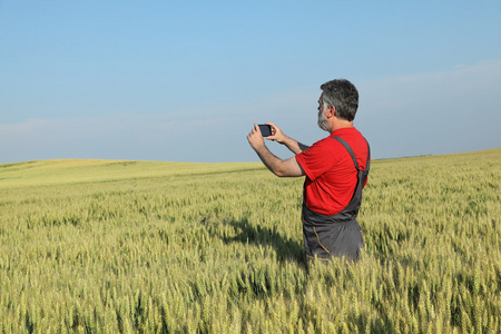 农业现场，农民在小麦现场拍照