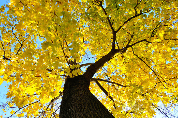 秋天一棵黄色大树的垂直照片
