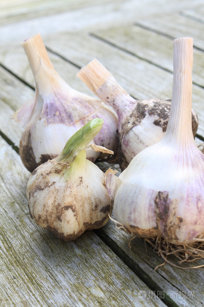 收获的新鲜大蒜鳞茎