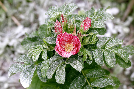 冻结玫瑰撒了冬天第一场雪