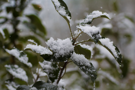 第一雪落在苹果树的叶子上