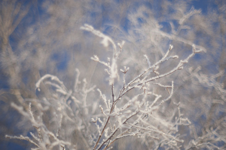 冬季雪上的树木