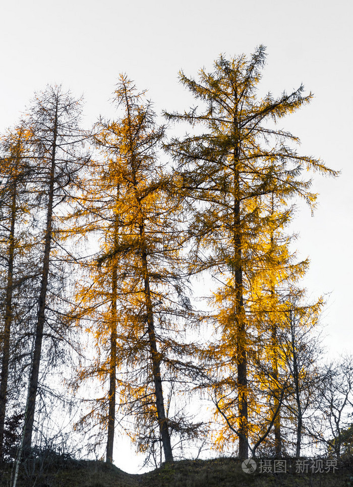 秋天颜色的落叶松树照片-正版商用图片1kpmyr-摄图新视界