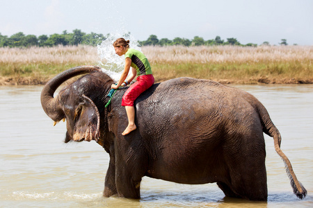 女人玩弄大象在河