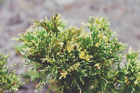 在苗圃背景上有圆锥的 thuja