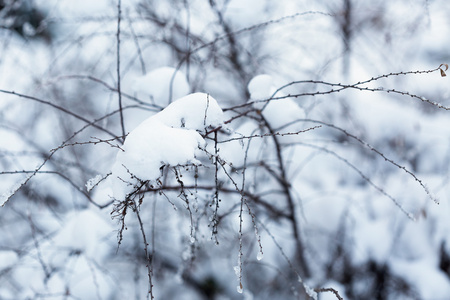 冬天森林中雪下的树枝