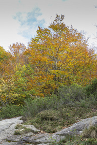 自然森林 Montseny