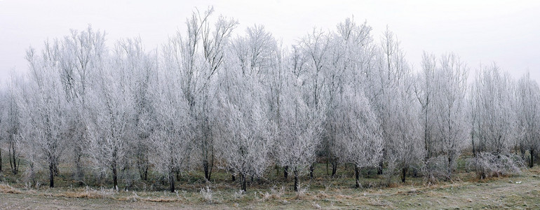树木在早上的白霜