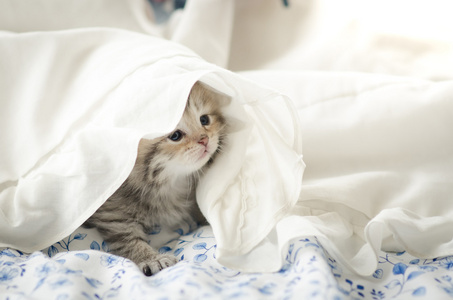 可爱的虎斑小猫玩下毯子