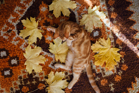 美丽的黄猫，躺在地板上