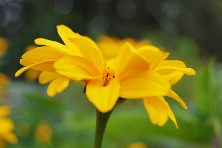 黄色的花上棕色背景