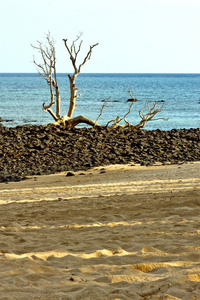 死树海藻印度沙岛天空