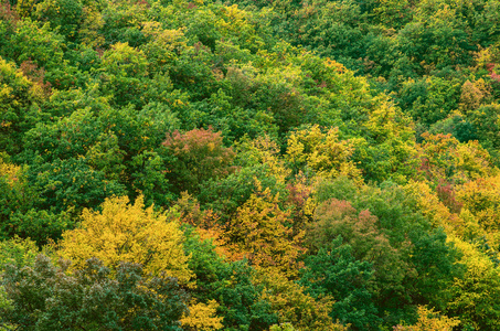秋天的颜色的森林