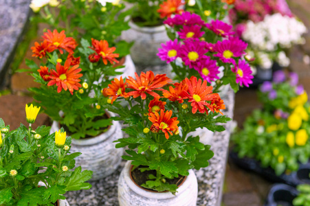 五颜六色的菊花在花店里的花盆里