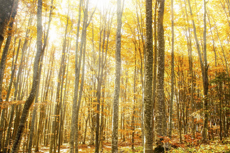 美丽的山毛榉森林与神奇的金色阳光
