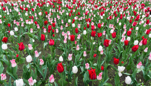 五颜六色的郁金香花四季花园