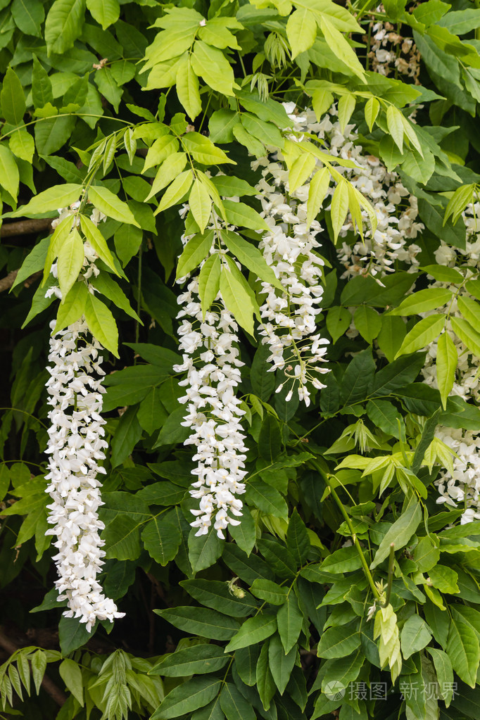 白色紫藤花和叶子